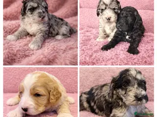 Australian Labradoodle dogs AUSTRALIAN LABRADOODLE - Advert 2