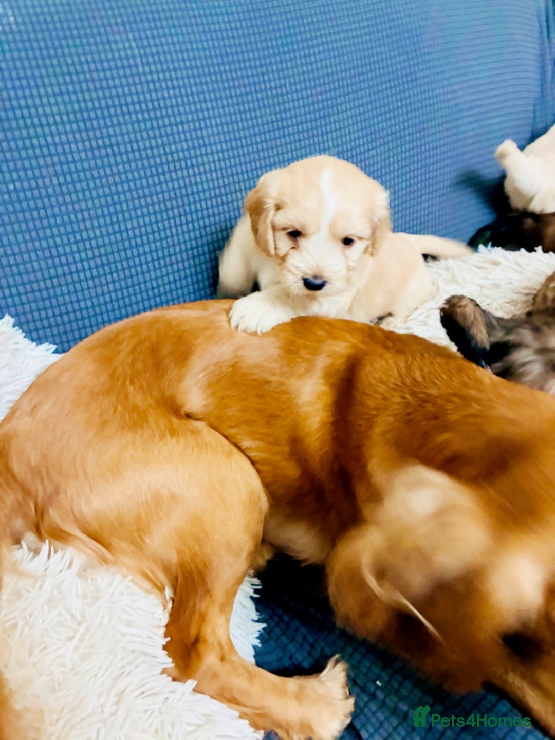 Mixed Breed dogs for sale: 6 Stunning Cock-a-chon puppies  - Advert 25