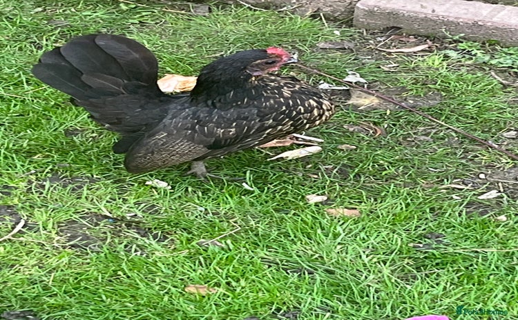 Chickens poultry - Advert 10