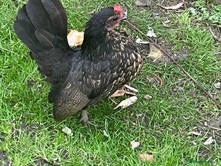 Chickens poultry - Advert 1