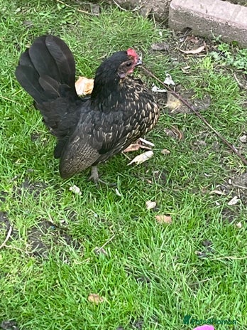 Chickens poultry - Advert 1