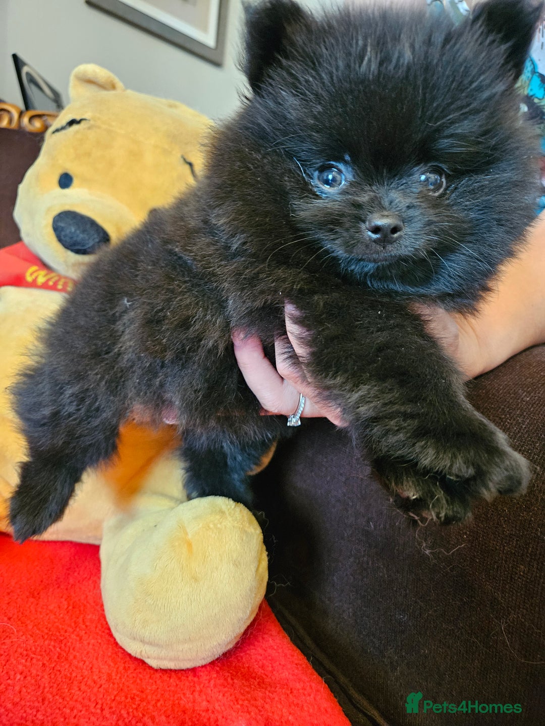 Pomeranian dogs for sale: 3 beautiful black pomeranian boys for sale  - Image 15