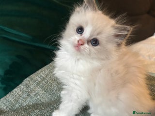 Ragdoll cats - Advert 5