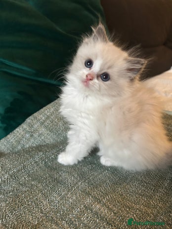 Ragdoll cats - Advert 3