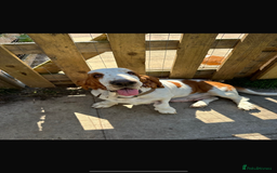 Basset Hound dogs for sale: Handsome five month old Basset Hound - Image 2