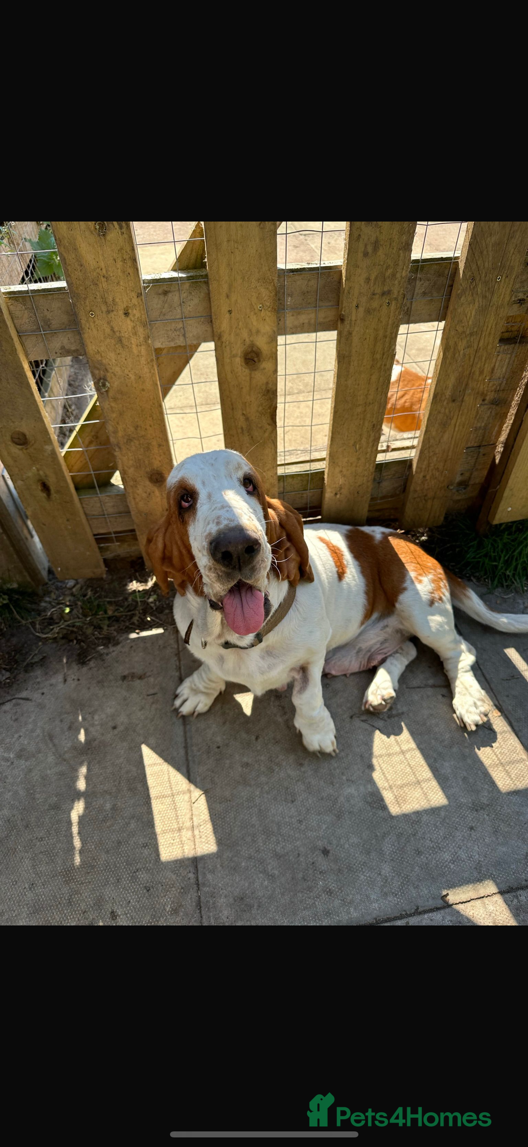 Basset Hound dogs for sale: Handsome five month old Basset Hound - Image 2