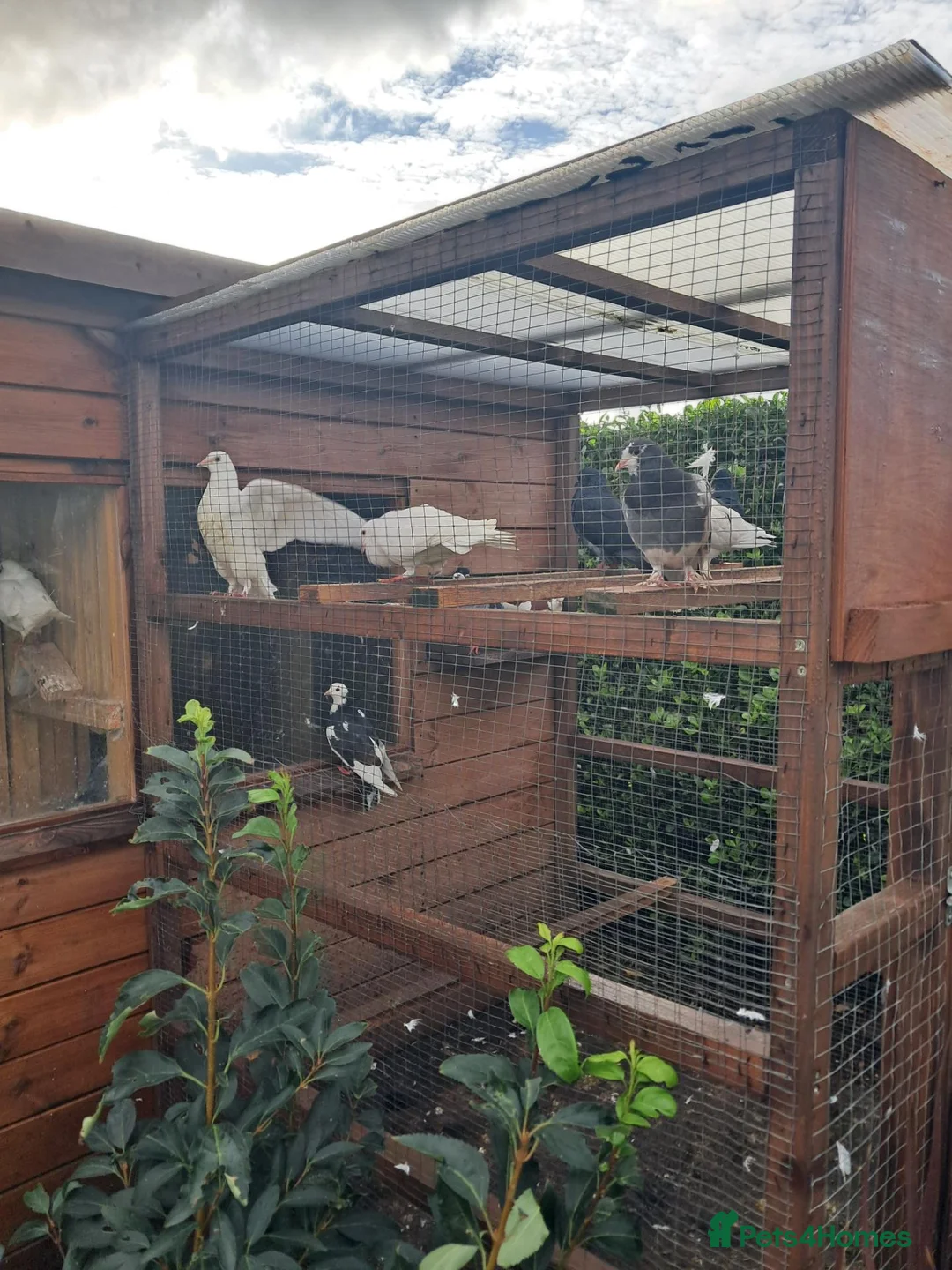 Pigeons birds for sale: Pidgeons  in Thornton-Cleveleys - Advert 1