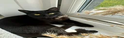 British Longhair cats for sale: Beautiful 10 month old Female. Ergent rehome. - Advert 8