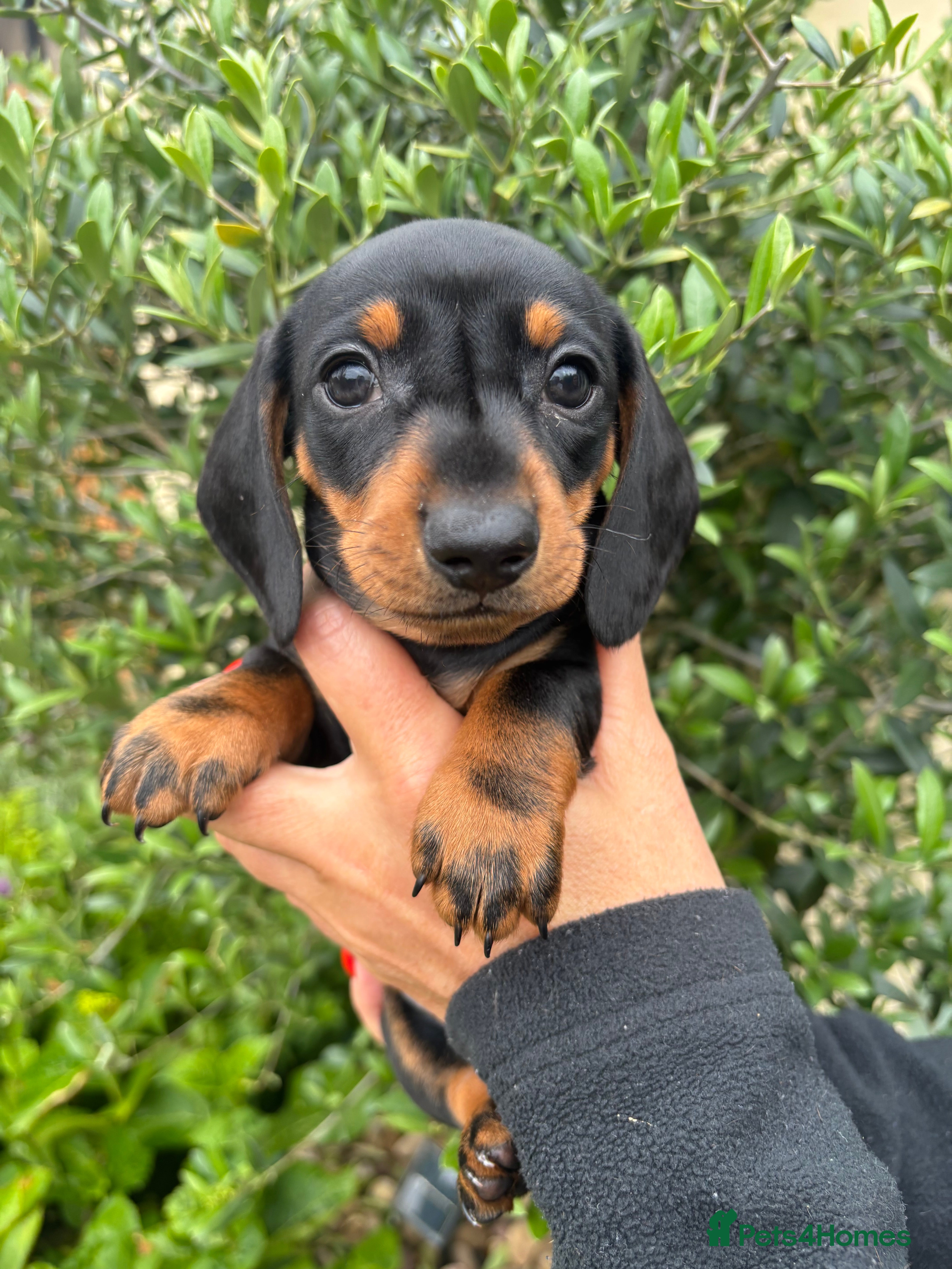 Miniature Dachshund dogs Stunning KC Miniature Dachshund Litter of 7 - Advert 2