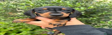 Miniature Dachshund Puppy 7