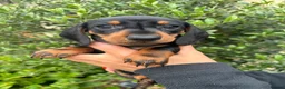 Miniature Dachshund dogs for sale: Stunning KC Miniature Dachshund Litter of 7 in Burnley - Advert 2