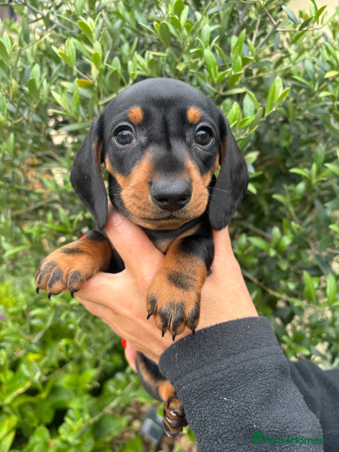 Miniature Dachshund dogs for sale: Stunning KC Miniature Dachshund Litter of 7 in Burnley - Advert 2