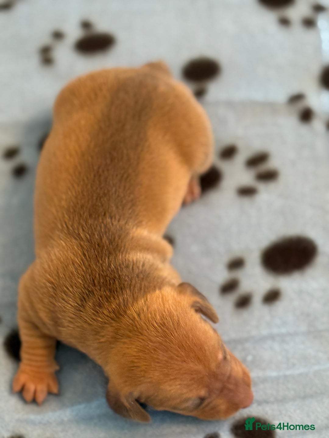 Miniature Dachshund dogs for sale: BEAUTIFUL KENNEL CLUB MINIATURE DACSHUND !! - Advert 5