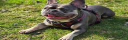 French Bulldog dogs for sale: 3 Male French Bulldogs READY TO GO - Advert 9