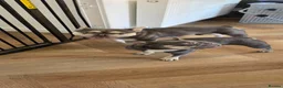 French Bulldog dogs for sale: Male French Bulldog - Advert 4