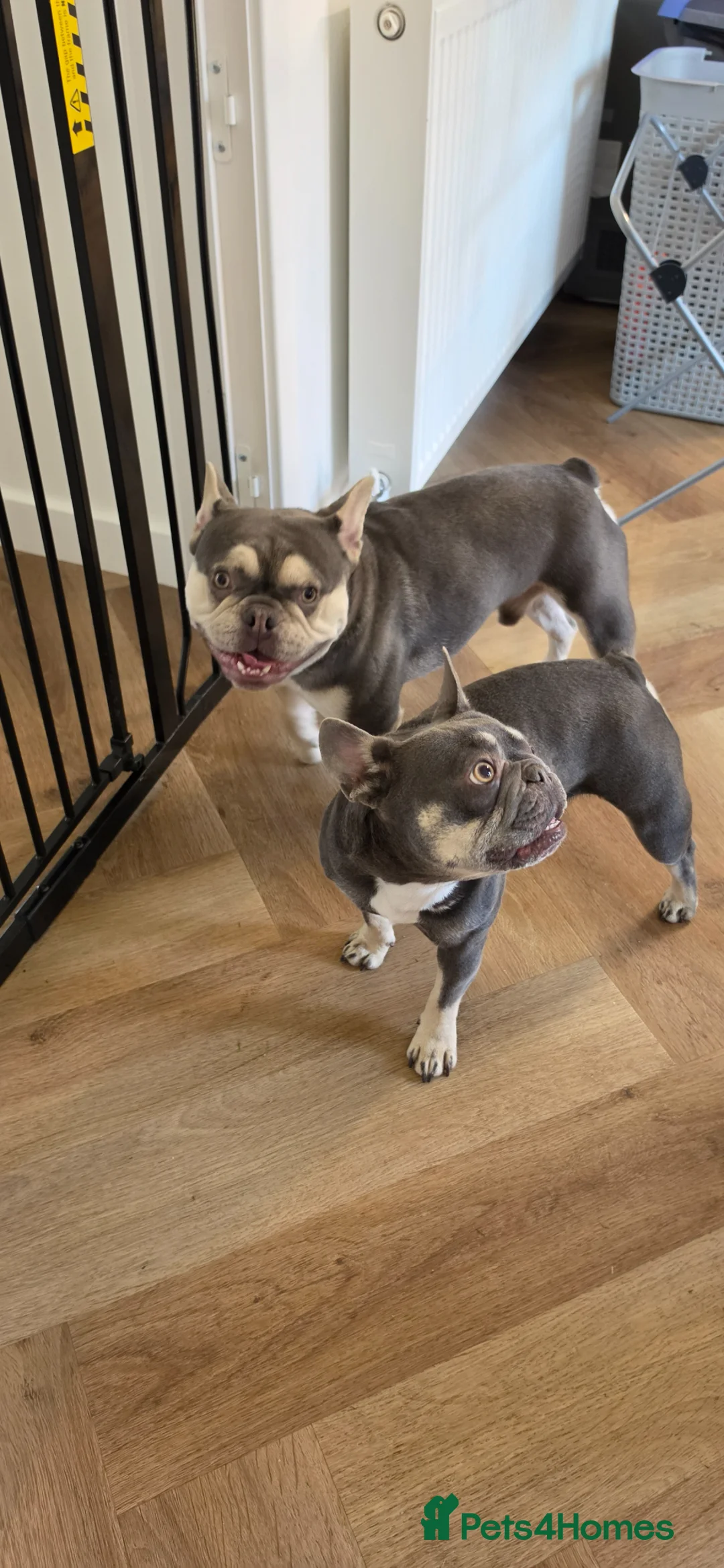 French Bulldog dogs for sale: Male French Bulldog - Advert 4