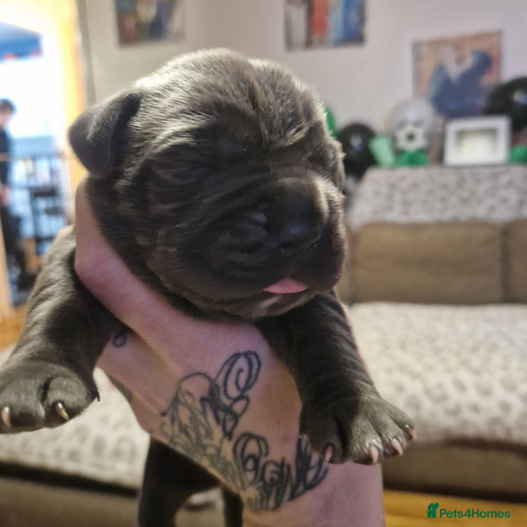 Mixed Breed dogs for sale: BLUE NEAPOLITAN MASTIFF × CANE CORSO - Advert 3