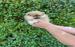 Pomeranian dogs for sale: Very Small Golden🧸Teddy Face Girl - Image 1