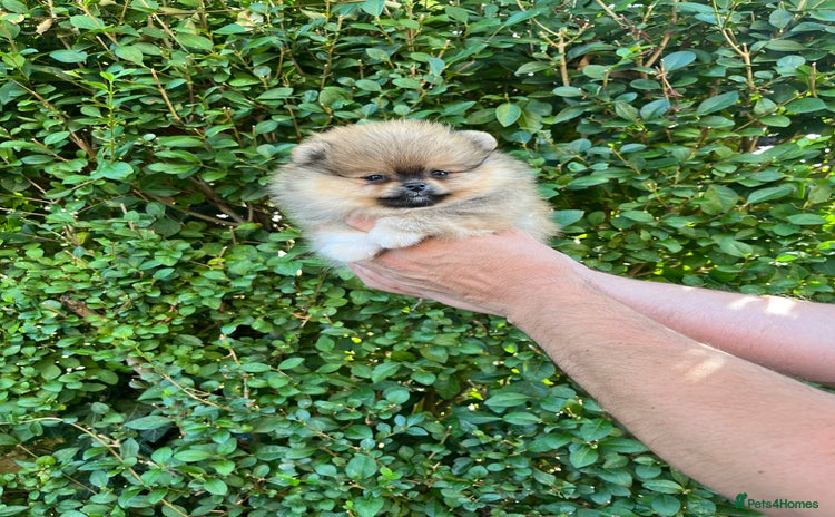 Pomeranian dogs - Advert 16