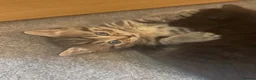 Mixed Breed cats for sale: 1 tabby female kitten  - Advert 2