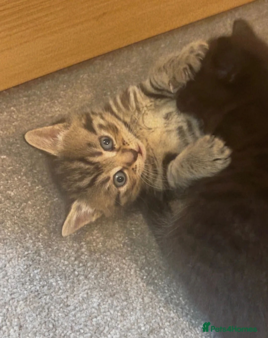 Mixed Breed cats for sale: 1 tabby female kitten  - Advert 2