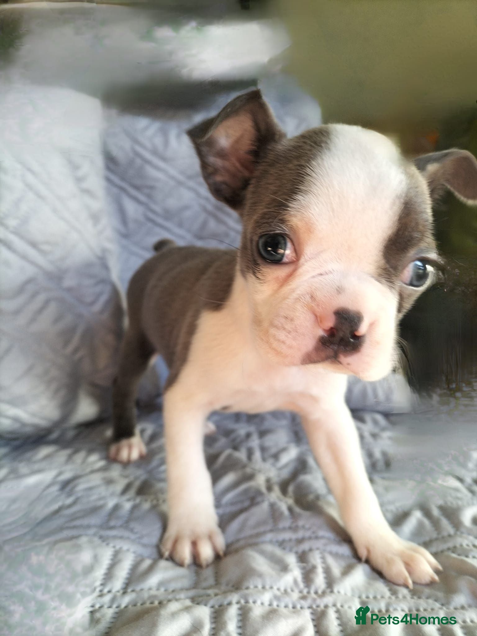 Boston Terrier dogs Kc Boston Terriers Exceptional puppies - Advert 18