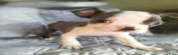 Boston Terrier dogs for sale: Kc Boston Terriers Exceptional puppies - Advert 6