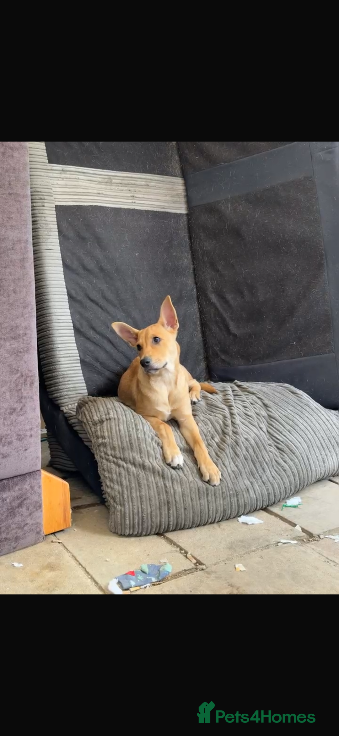 Mixed Breed dogs for sale: Little lexi - Advert 4