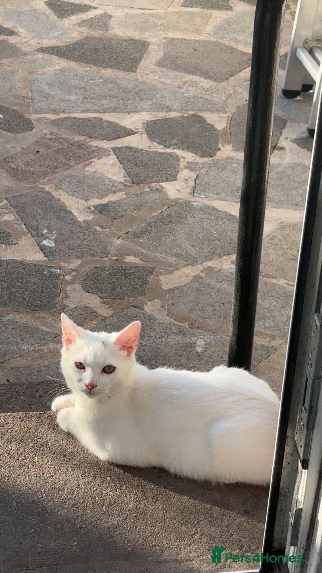 British Shorthair cats for sale: All white British short hair female cat  - Image 1