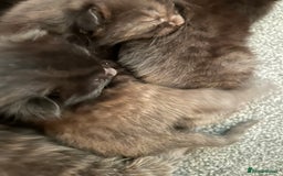 Mixed Breed cats for sale: Our beautiful cat has had a beautiful litter!  - Image 5