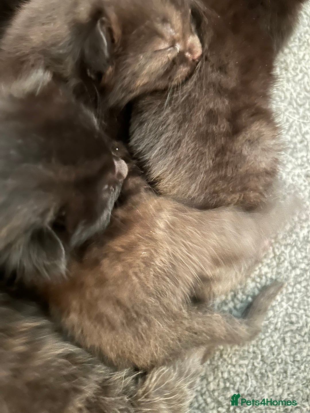 Mixed Breed cats for sale: Our beautiful cat has had a beautiful litter!  - Image 5
