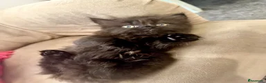 Petal