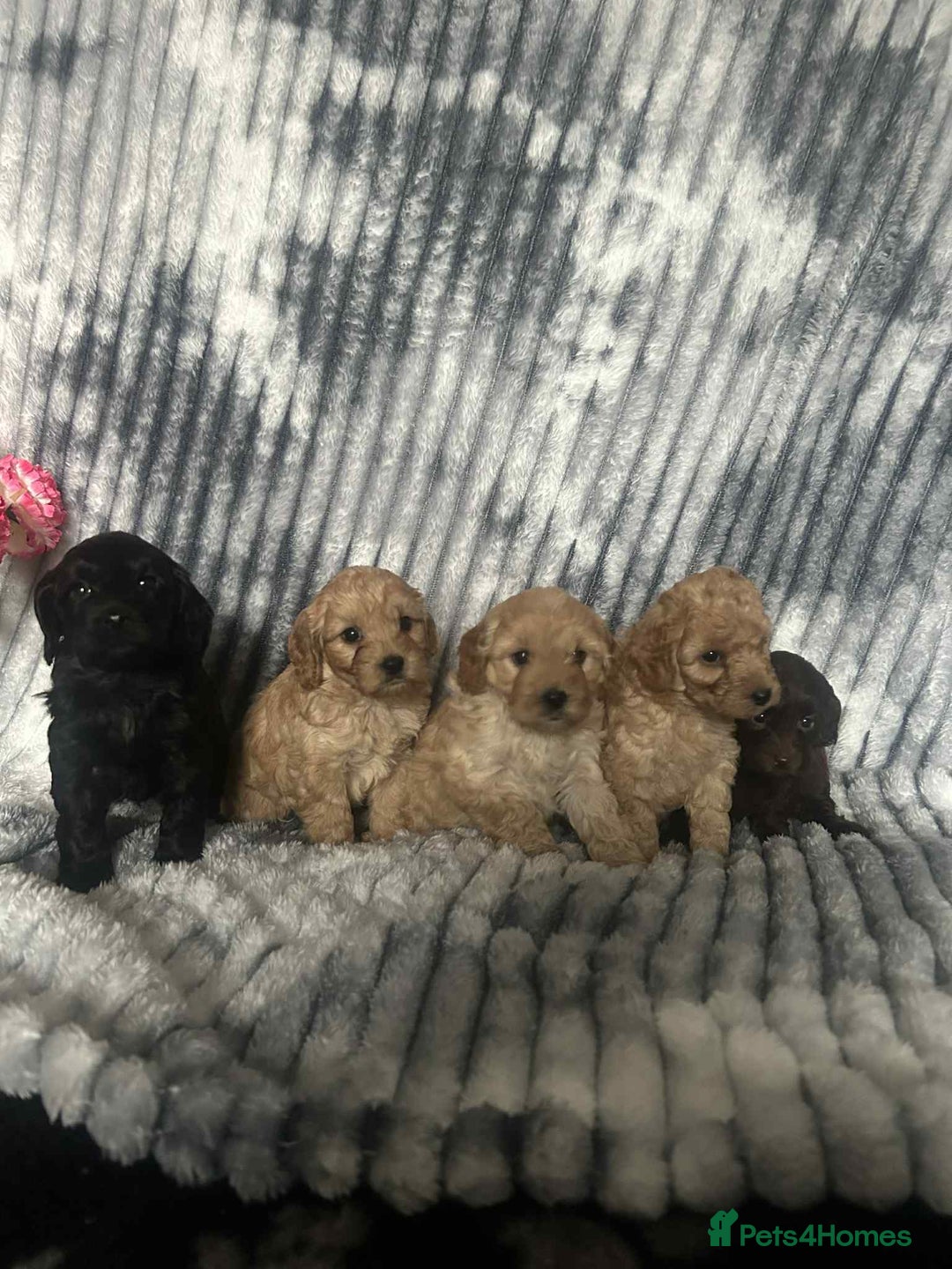 Cockapoo dogs for sale: F1B cockapoo  - Image 5