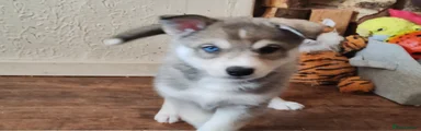 Siberian Husky Puppy 5(Char) 