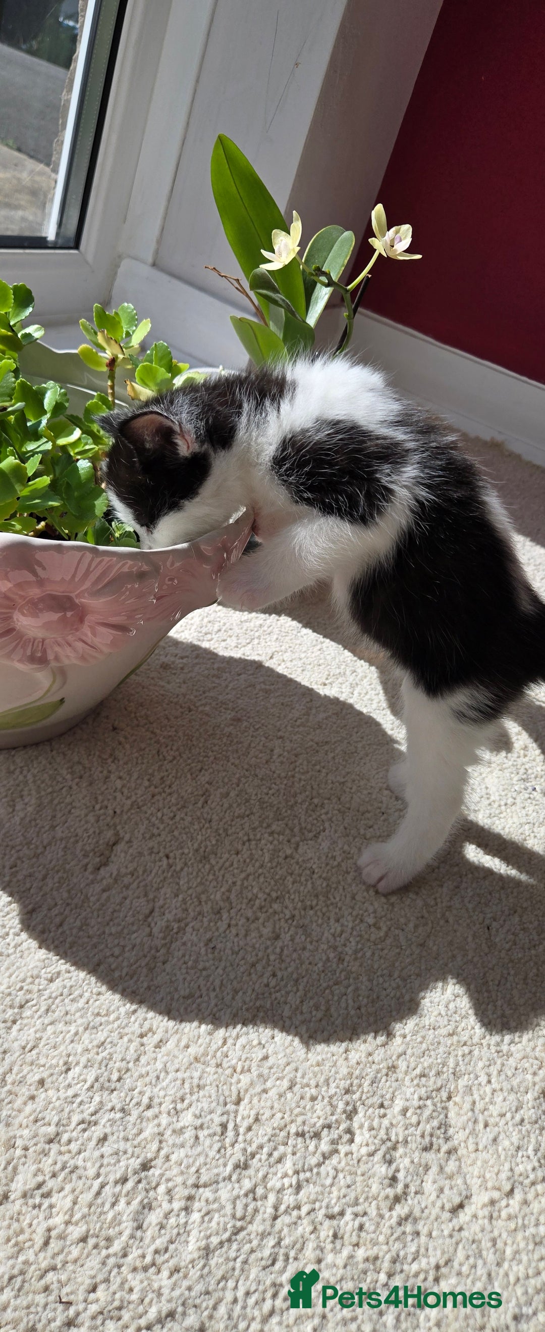 Mixed Breed cats for sale: Adorable Black & White Kittens - Image 11