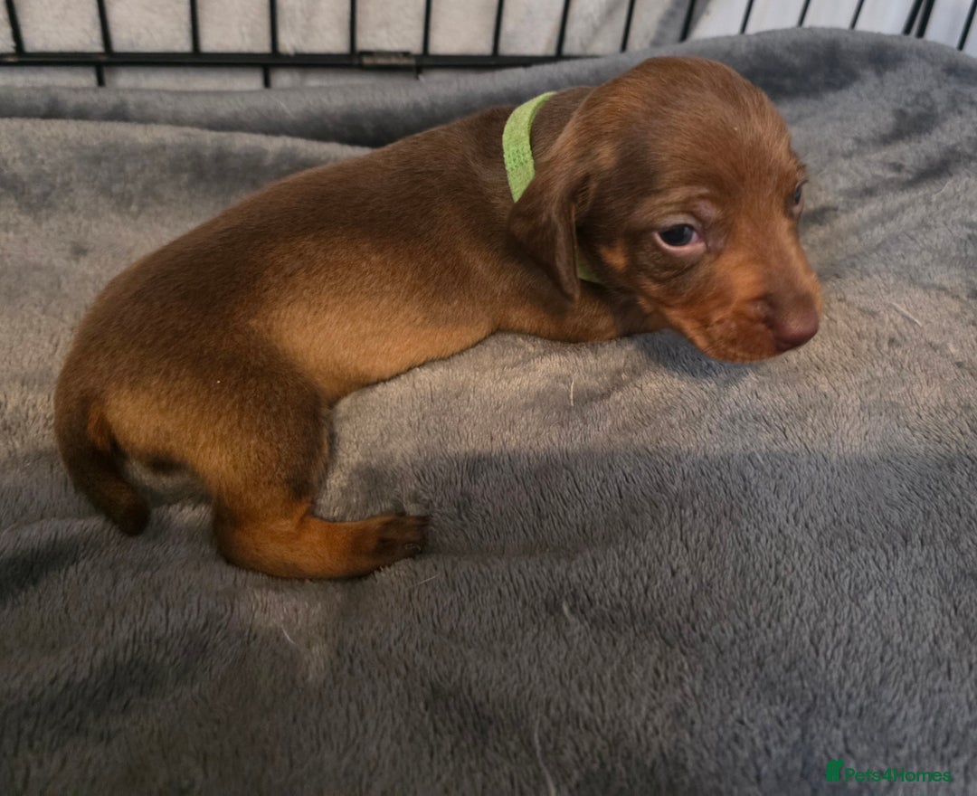 Dachshund dogs for sale: Dachshund  - Advert 28
