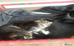 Mixed Breed cats for sale: 3 beautiful kittens  in Wakefield - Image 11