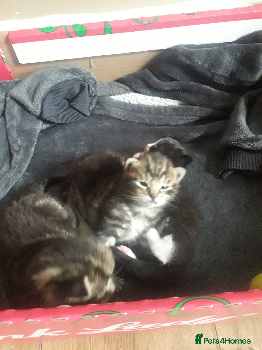 Mixed Breed cats for sale: 3 beautiful kittens  in Wakefield - Image 11