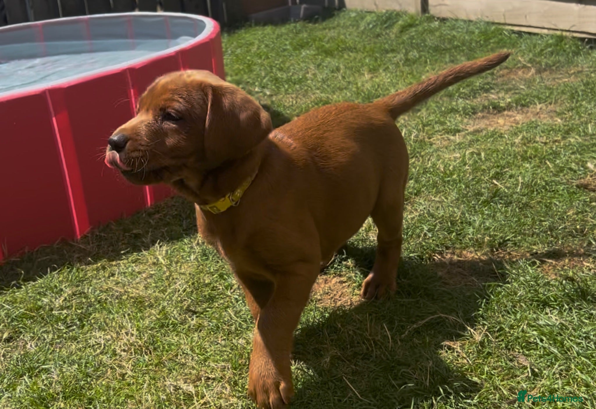 Labrador Retriever dogs Last 1 Icon puppy. KC reg. COI = 0 Ready 14 July - Advert 2