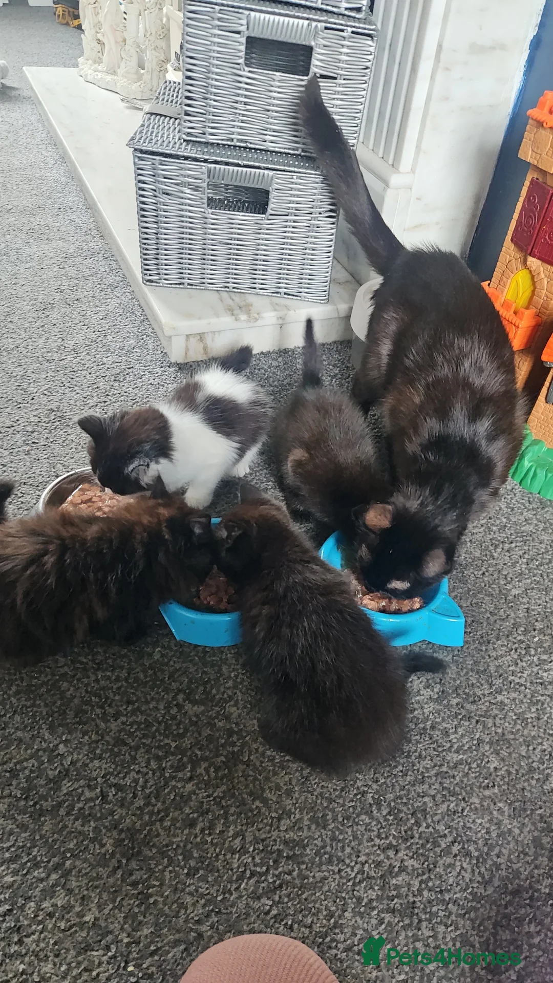 Mixed Breed cats for sale: 4 kittens available 2 girls and two boys  - Advert 2