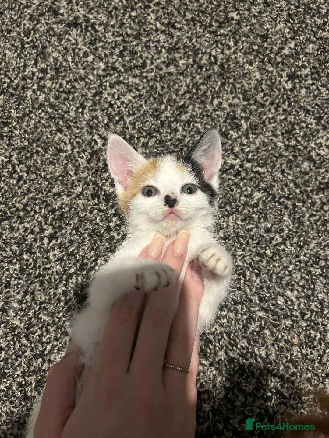 Domestic Shorthair cats for sale: 2 kittens left  - Image 5