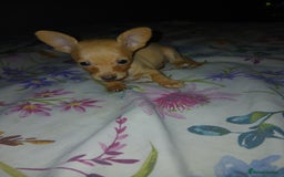 Mixed Breed dogs for sale: Female puppy - Image 9