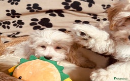 Maltipoo dogs for sale: F1 Toy Maltipoo puppys   - Image 19