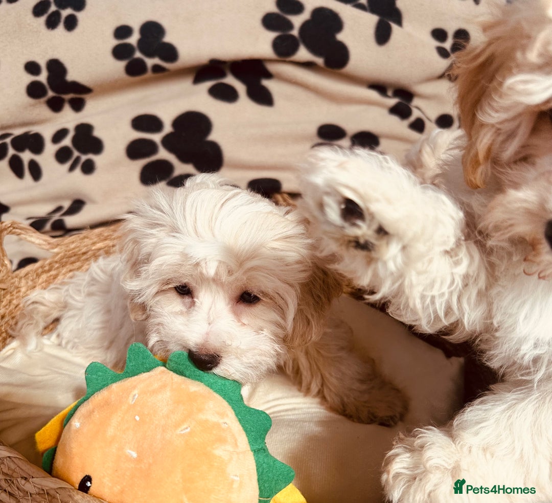 Maltipoo dogs for sale: F1 Toy Maltipoo puppys   - Image 19
