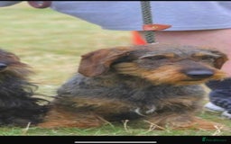Mixed Breed dogs for sale: Wirehaired Jack Russell X wirehaired dachshund  - Image 9