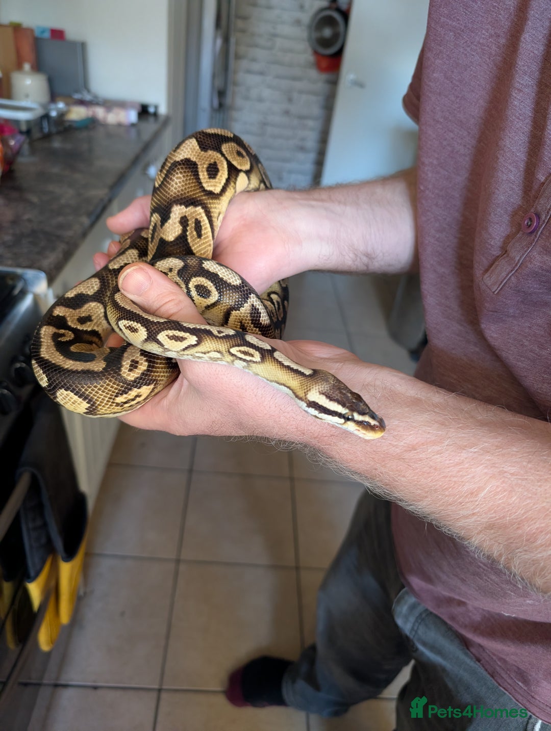 Python Snake reptiles for sale: Pastel royal pyrhon - Advert 3