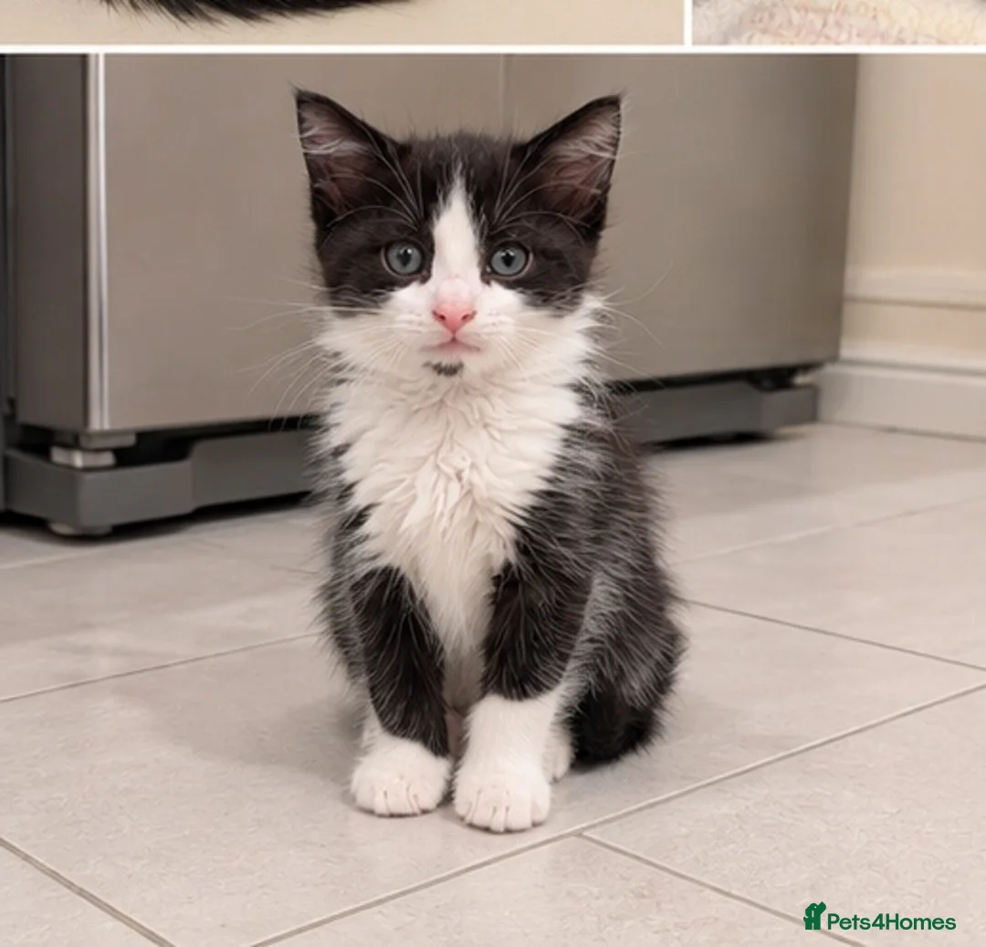 Mixed Breed cats for sale: 🐾 3 Kittens Looking for Their Forever Homes 🐾 - Advert 2