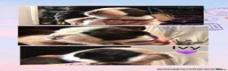 Boston Terrier dogs for sale: 7 gorgeous KC registered Boston terrier puppies  - Advert 4
