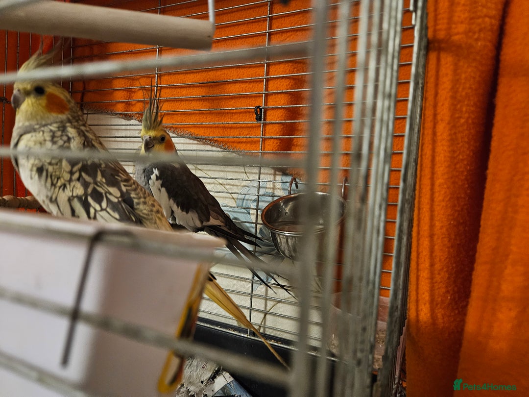 Cockatiels birds for sale: Breeding pair Cockatiels - Image 6