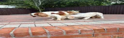 Cavapoo dogs for sale: Beautiful cavapoos  - Advert 14
